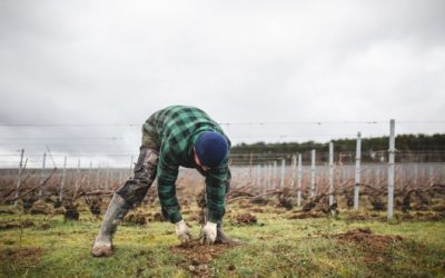 Ruinart va planter 14 000 arbres dans son vignoble en un an !
