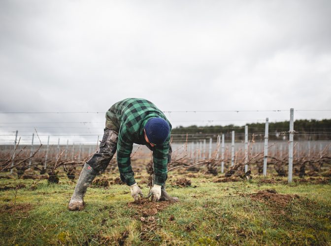 Ruinart will plant 14,000 trees in his vineyard in one year!